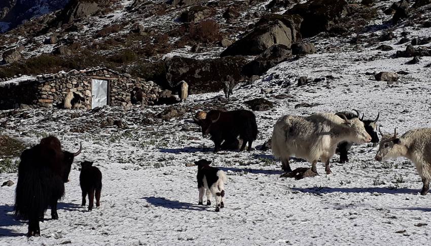 Langtang Valley Trek