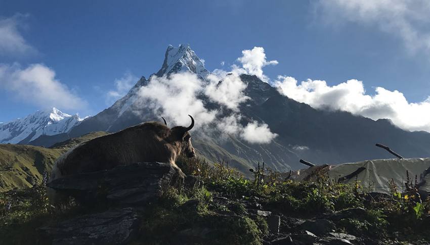 Mardi Himal Trek